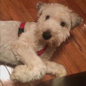 Meet your Posher, Junny